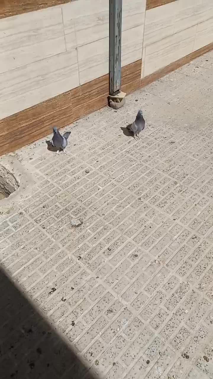 کبوتر گچی|پرنده|شهرکرد, |دیوار