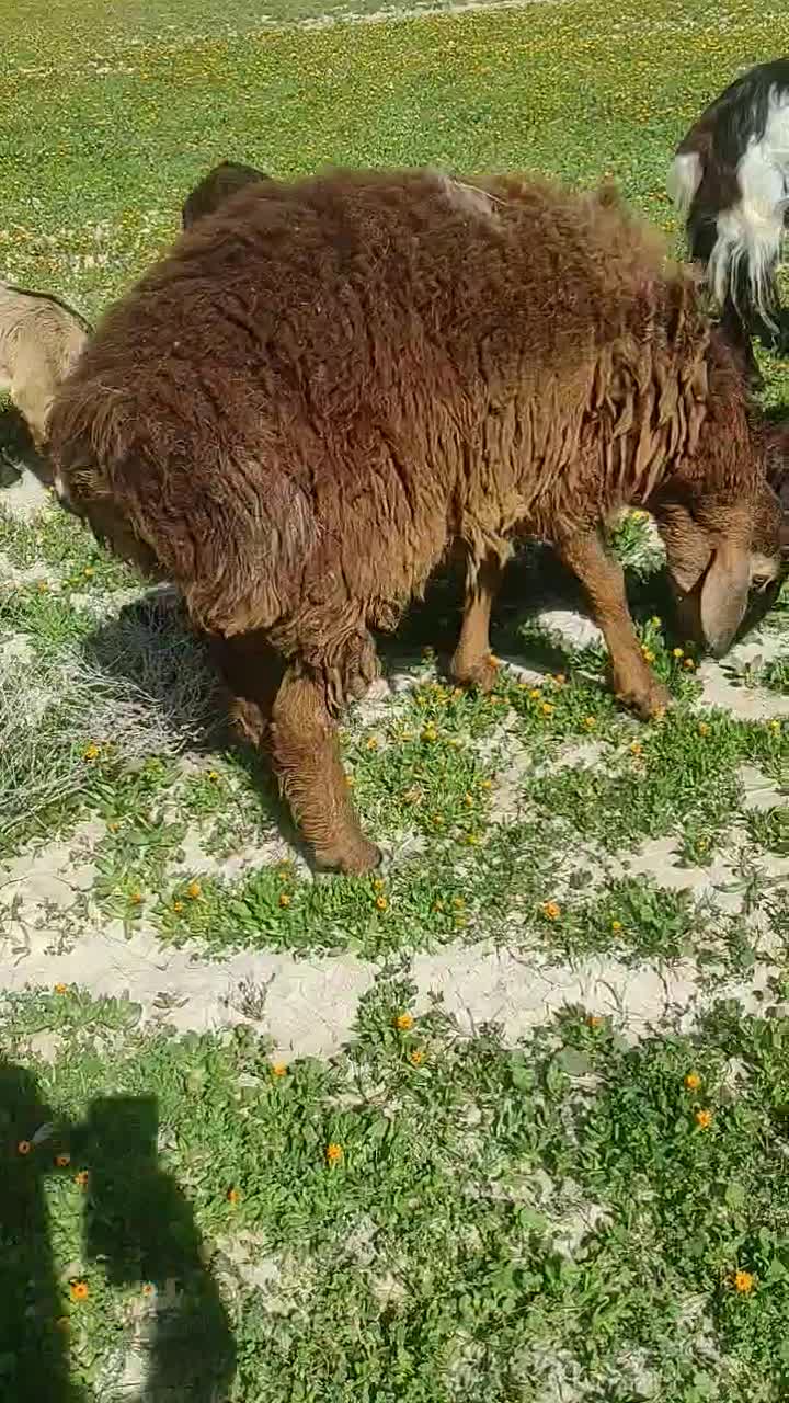 نر دو رگ|حیوانات مزرعه|خیرگو, |دیوار