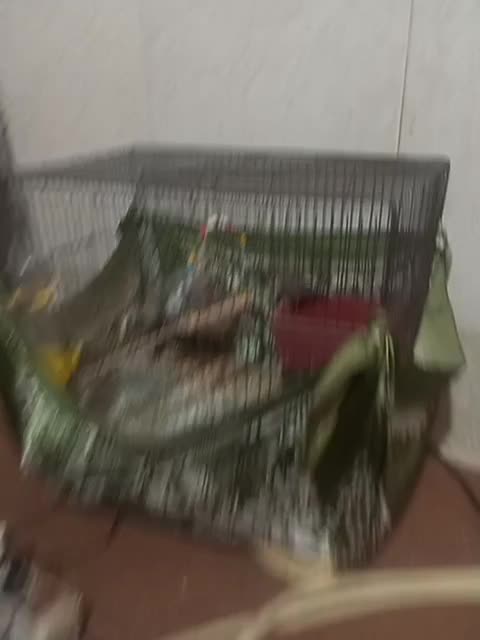 پرنده|پرنده|قم, ولیعصر|دیوار