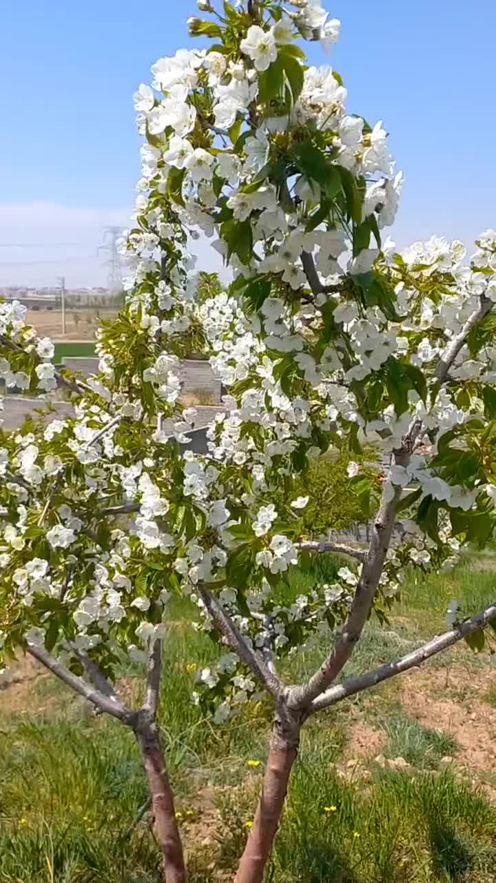 فروش باغچه|فروش زمین و ملک کلنگی|هشتگرد, اردهه|دیوار