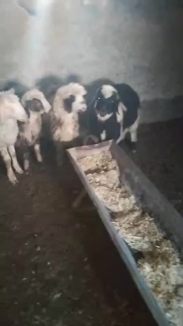 بره نژاددار ماده قیمت مناسب بردسیر|حیوانات مزرعه|کرمان, |دیوار