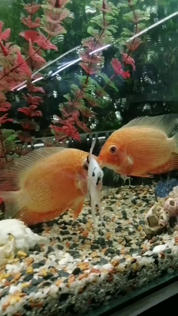 ماهی|ماهی|بیجار, |دیوار