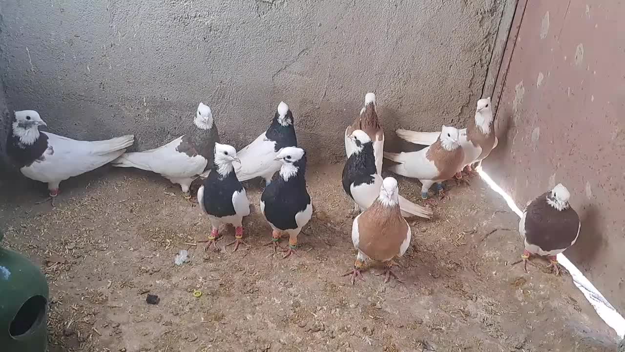 طوقی|پرنده|اقبالیه, |دیوار