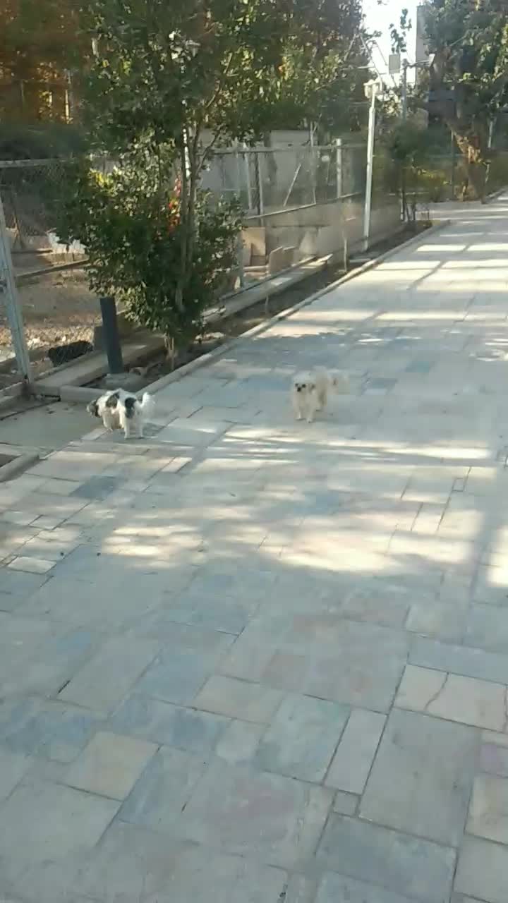 سگ پاپی|سگ|خمینی‌شهر, |دیوار