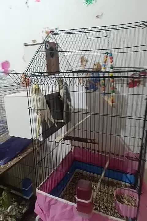 جفت طوطی ملنگو و جفت برزیلی و دو جفت عروس هلندی|پرنده|بندر امام خمینی, |دیوار