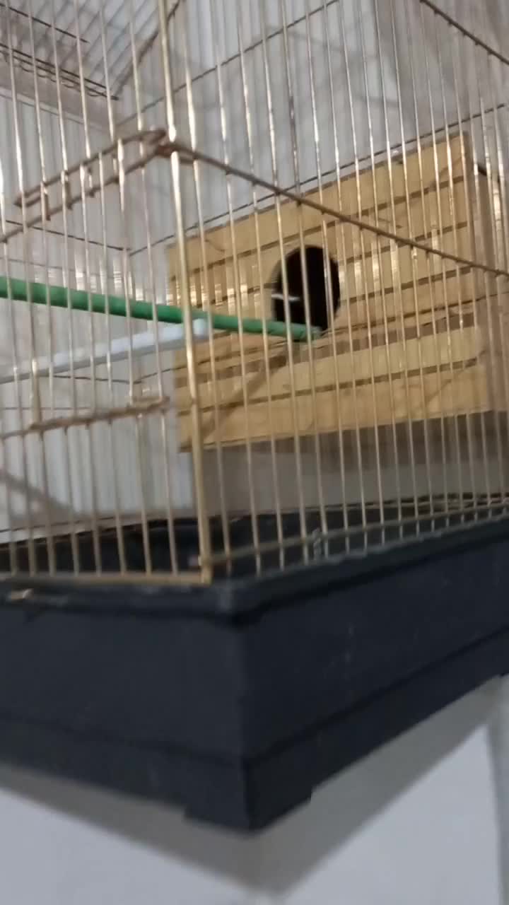 طوطی برزیلی با قفس|پرنده|میاندوآب, |دیوار