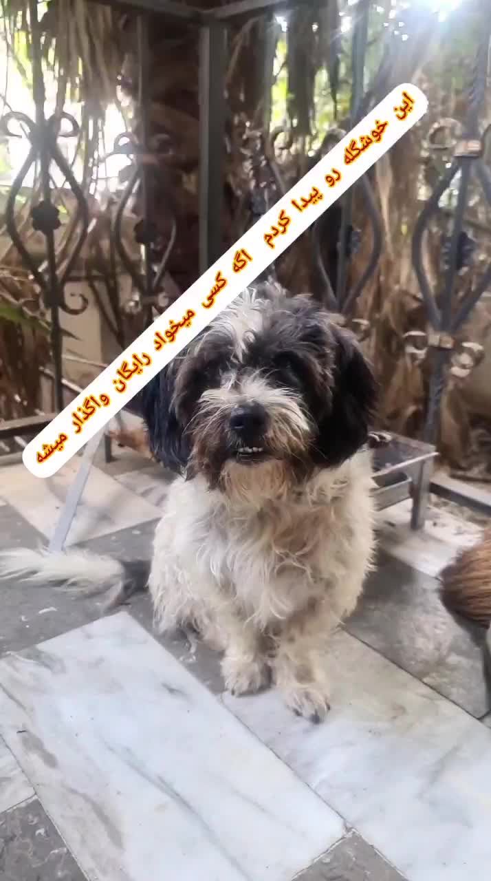 واگذاری رایگان|سگ|نوشهر, |دیوار