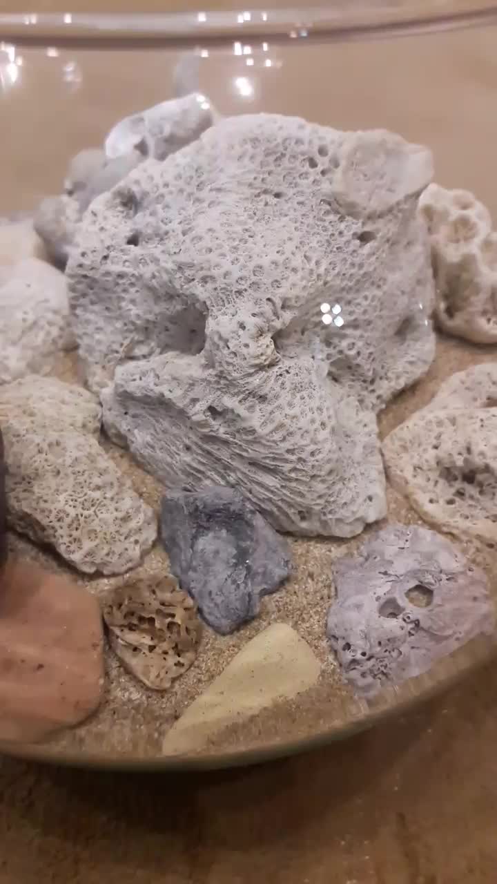 ماهی اکواریوم|ماهی|قم, بنیاد|دیوار