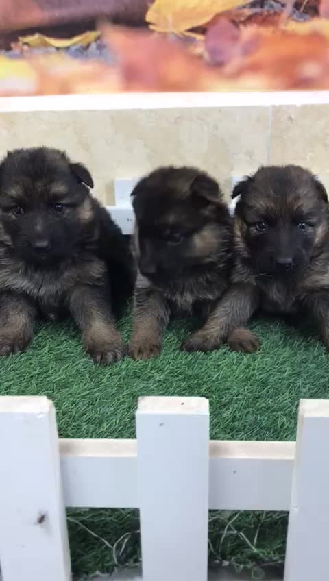 ژرمن شپرد شولاین|سگ|اردبیل, |دیوار