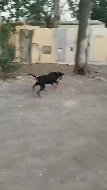 سگ دوبرمن|سگ|چهاردانگه (تهران), |دیوار