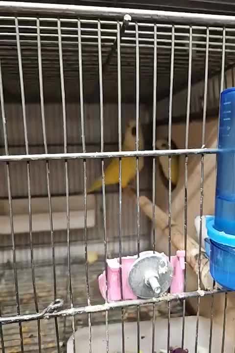 راهب مولد زرد|پرنده|هشتگرد, هیو|دیوار