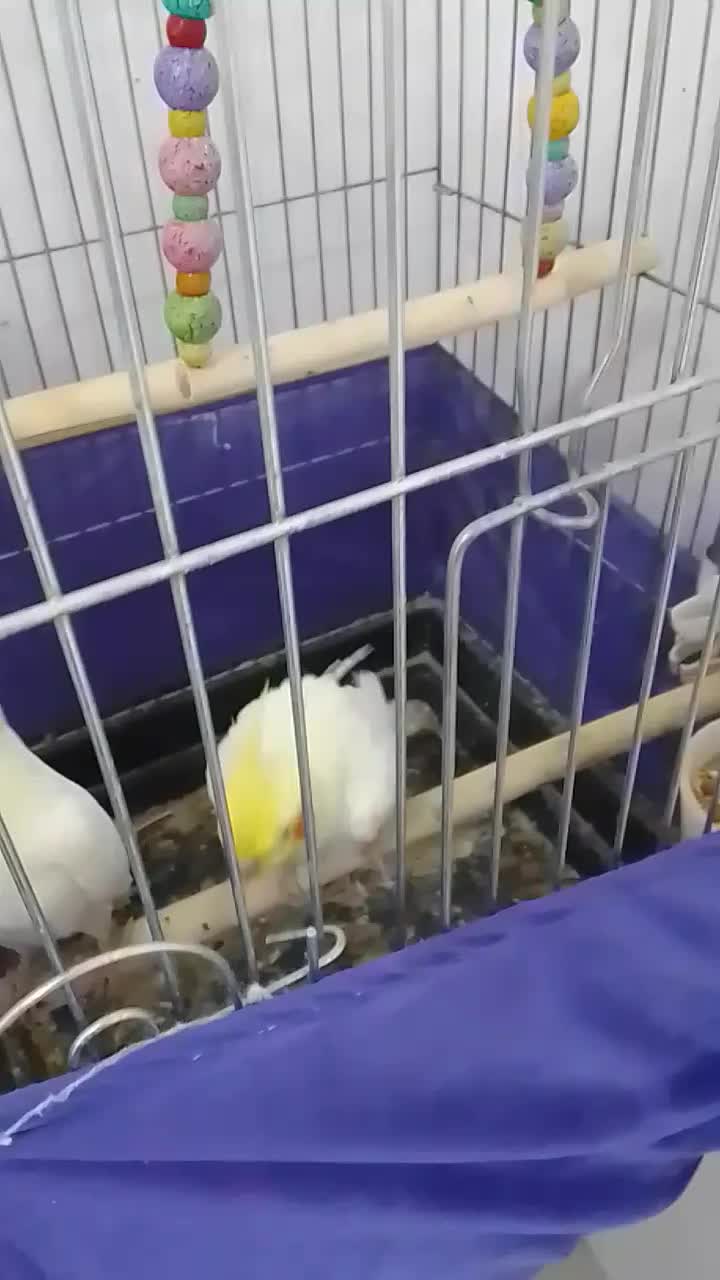 طوطی برزیلی و جوجه سرلاکی عروس هلندی|پرنده|اسلامشهر, شهرک قائمیه|دیوار