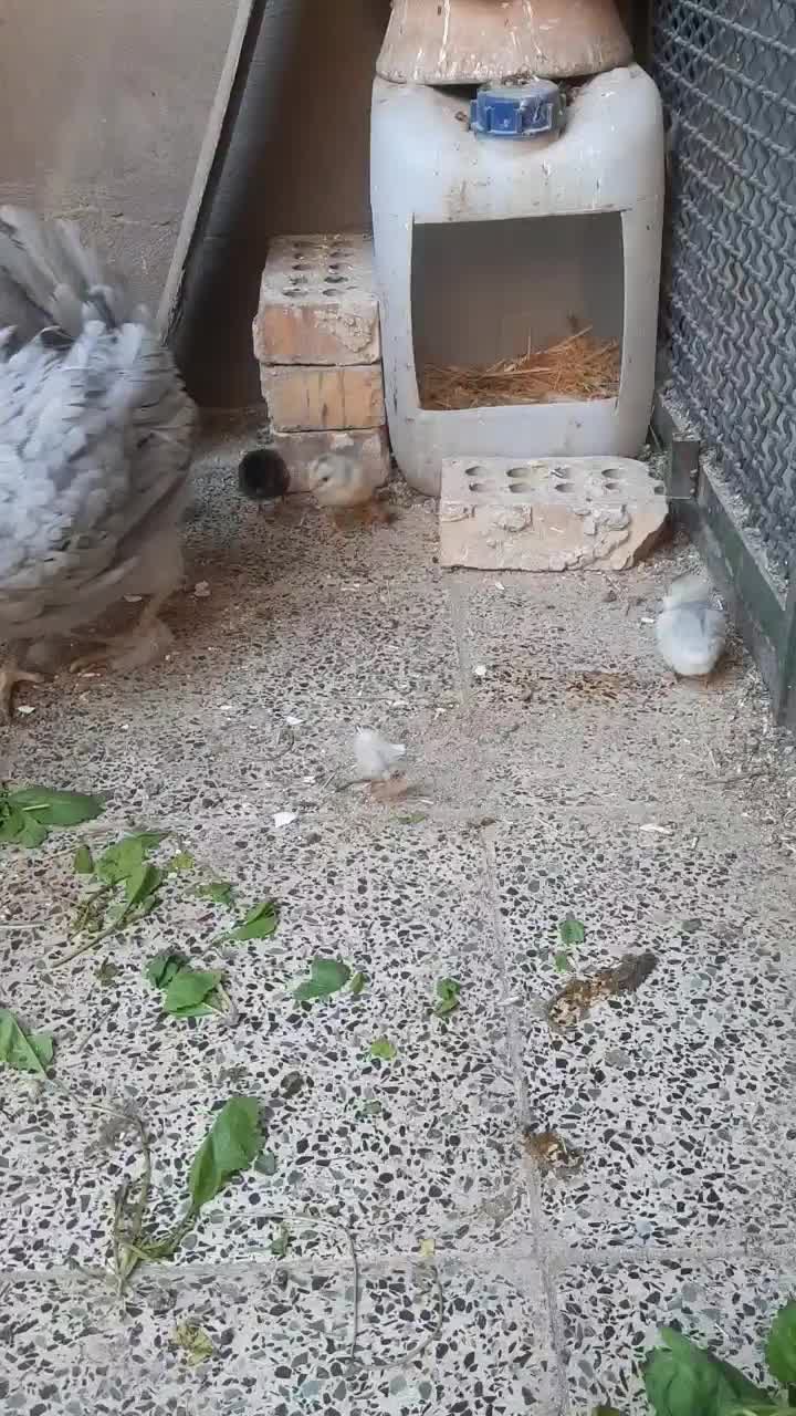 تخم مرغ نطفه دار گلین|حیوانات مزرعه|ری, دیلمان|دیوار