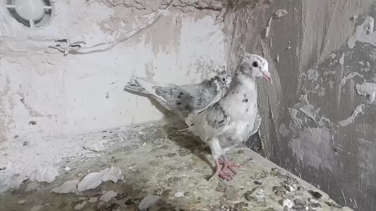 دوتا جوجه سار کاکلی|پرنده|تربت‌حیدریه, شهید قرنی|دیوار