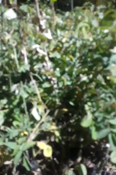 نهال گل محمدی|عمدهفروشی|بجنورد, |دیوار