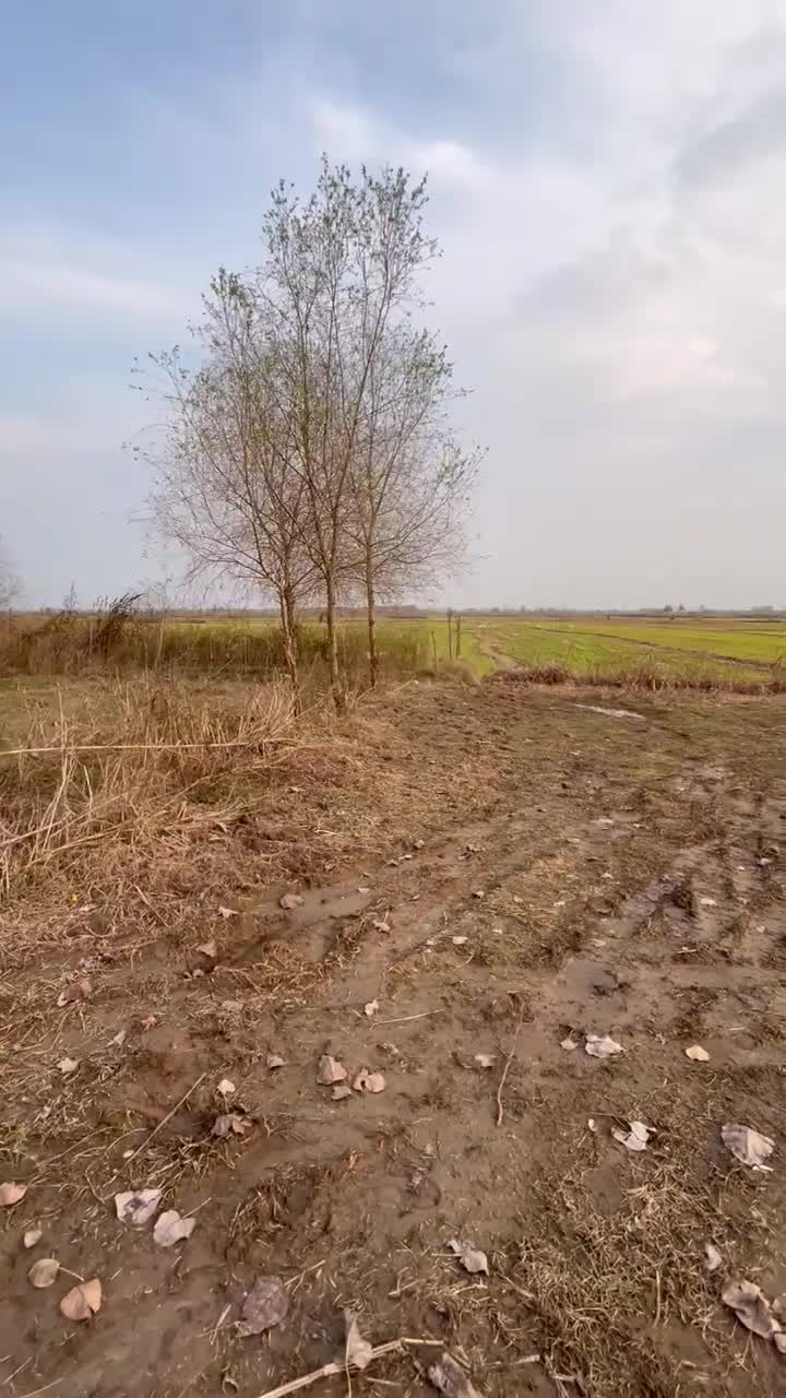 زمین۲۳۵مترمسکونی/باپروانه ساخت/با ۲۲۰۰مترشالیزار|فروش زمین و ملک کلنگی|آستانه اشرفیه, |دیوار