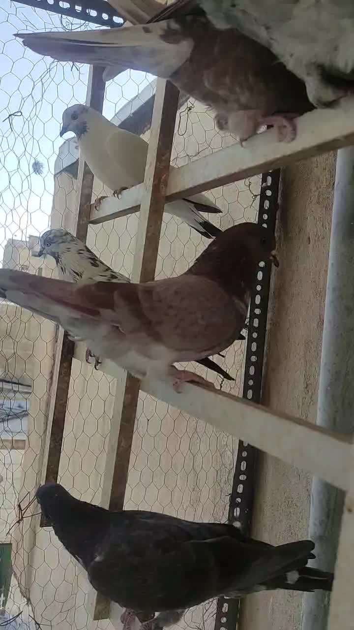 کبوترماده غریب از بلندی|پرنده|کرج, حصارک پایین|دیوار