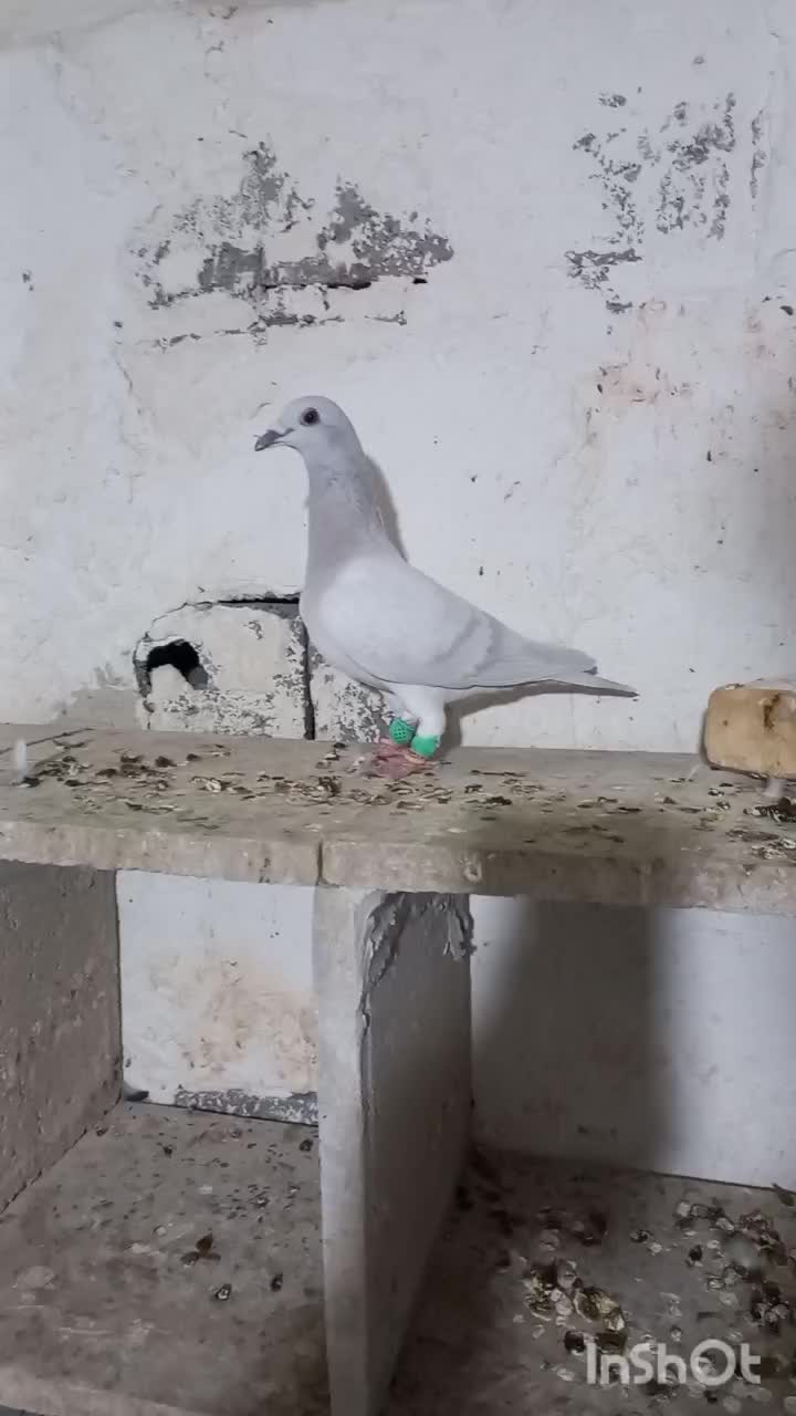 کبوتر کبود پلاکی|پرنده|شبانکاره, |دیوار