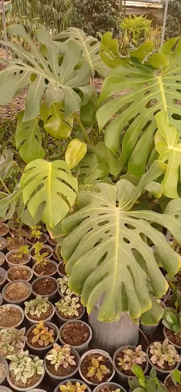 برگ انجیری مانسترا|گل و گیاه طبیعی|کرج, شهرک احمدیه‎|دیوار