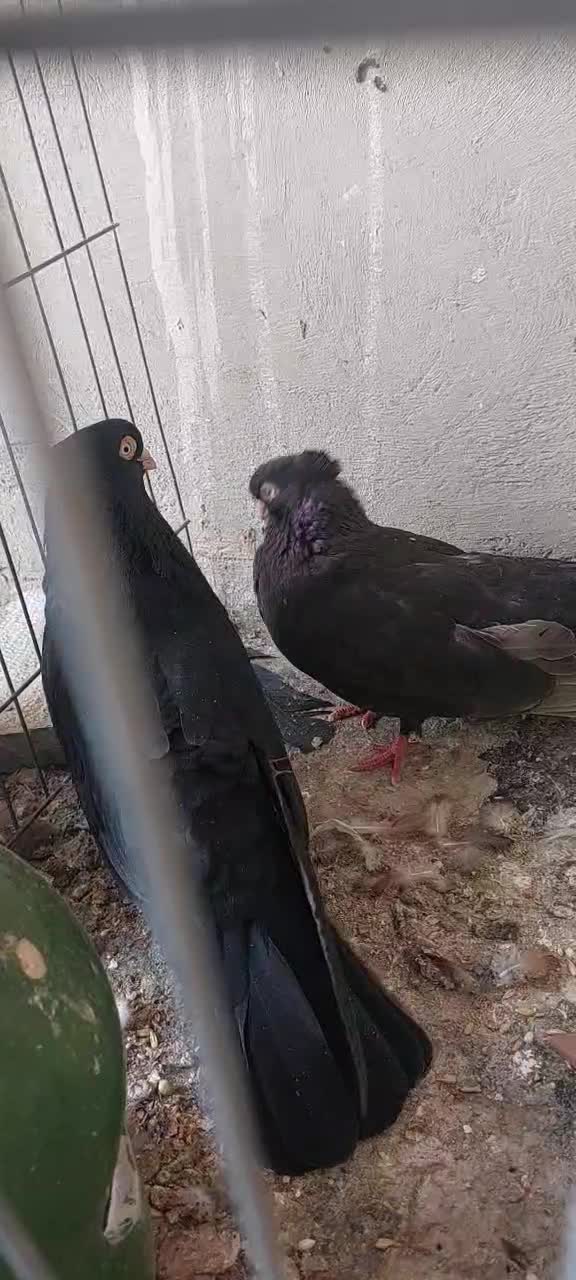 جفت زاغ صرب اتریش|پرنده|اصفهان, چشمه باقرخان|دیوار