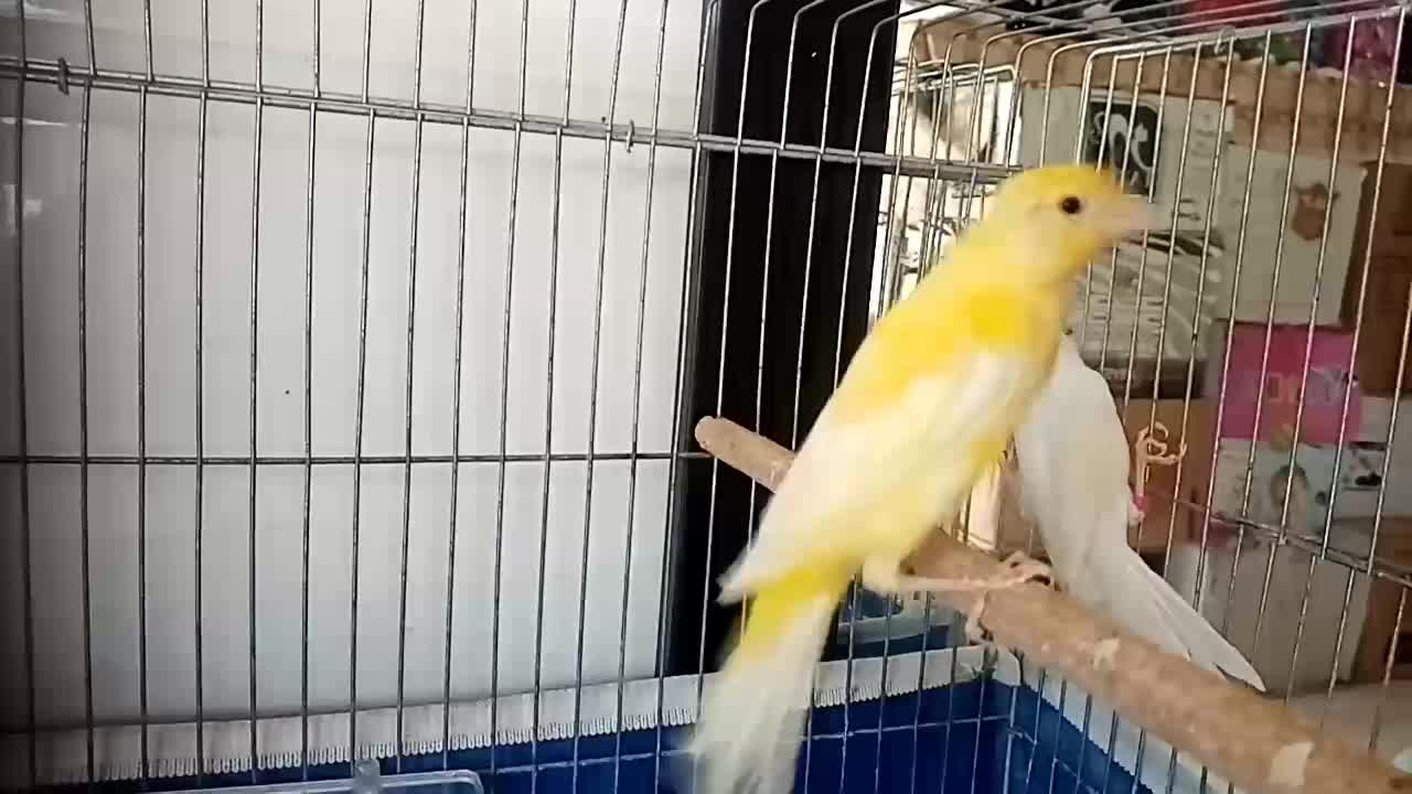 فروش جوجه قناری|پرنده|یزد, |دیوار