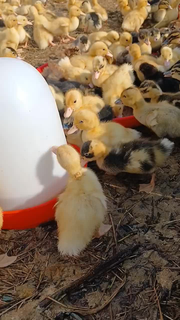 فروش جوجه اردک های یک ماهه(با تضمین سلامت و اصالت)|حیوانات مزرعه|گوراب زرمیخ, |دیوار