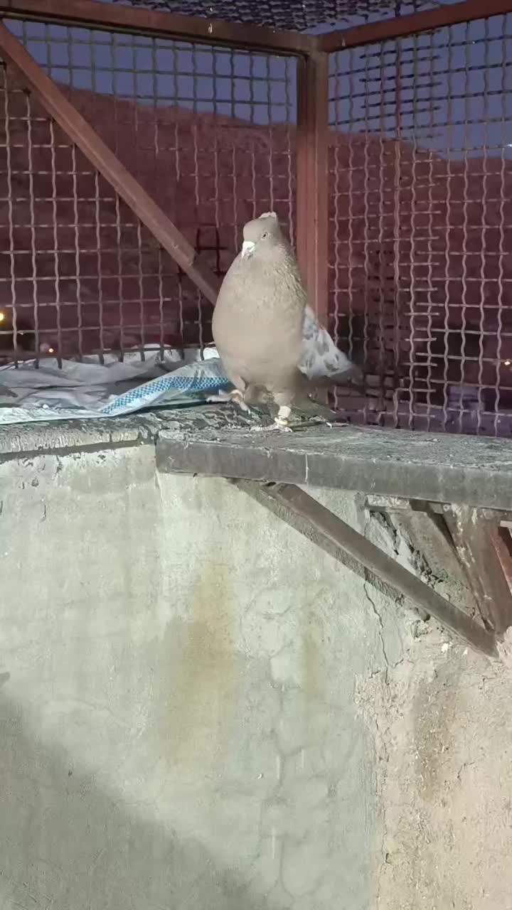 نر سینه زرد|پرنده|پاسارگاد, |دیوار