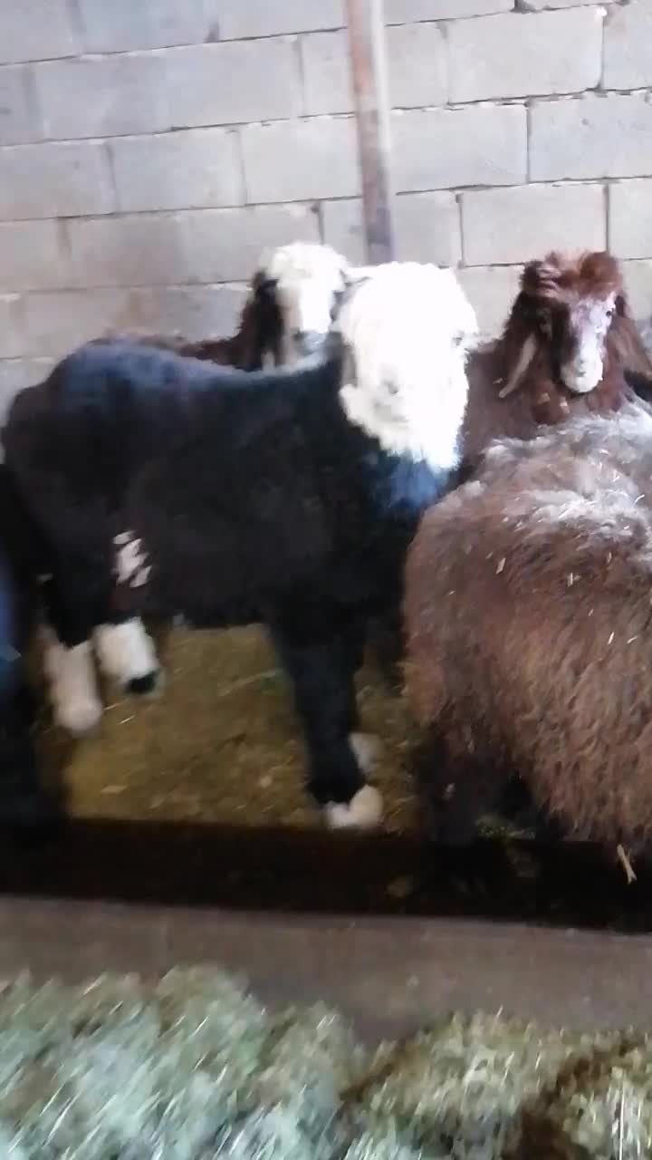 بره بذری|حیوانات مزرعه|شیراز, بید زرد|دیوار