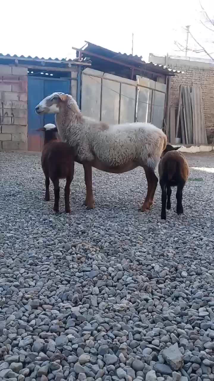 گوسفند رومانونف دوقلو|حیوانات مزرعه|گنبد کاووس, |دیوار