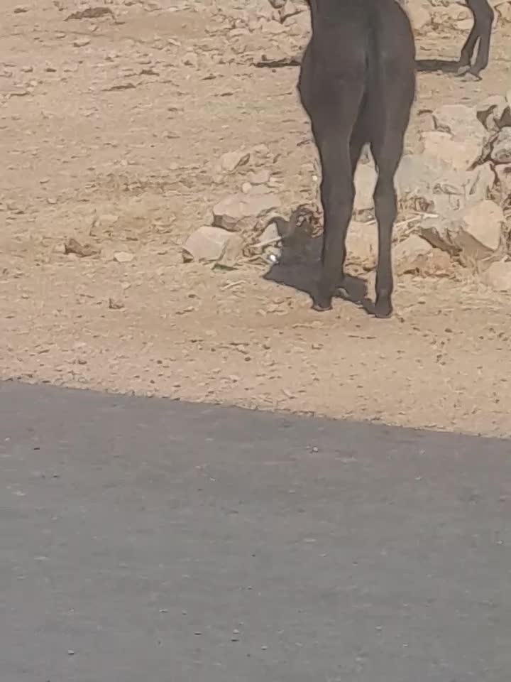 فروش ومعاوضه خربااسب|حیوانات مزرعه|ارژن, |دیوار