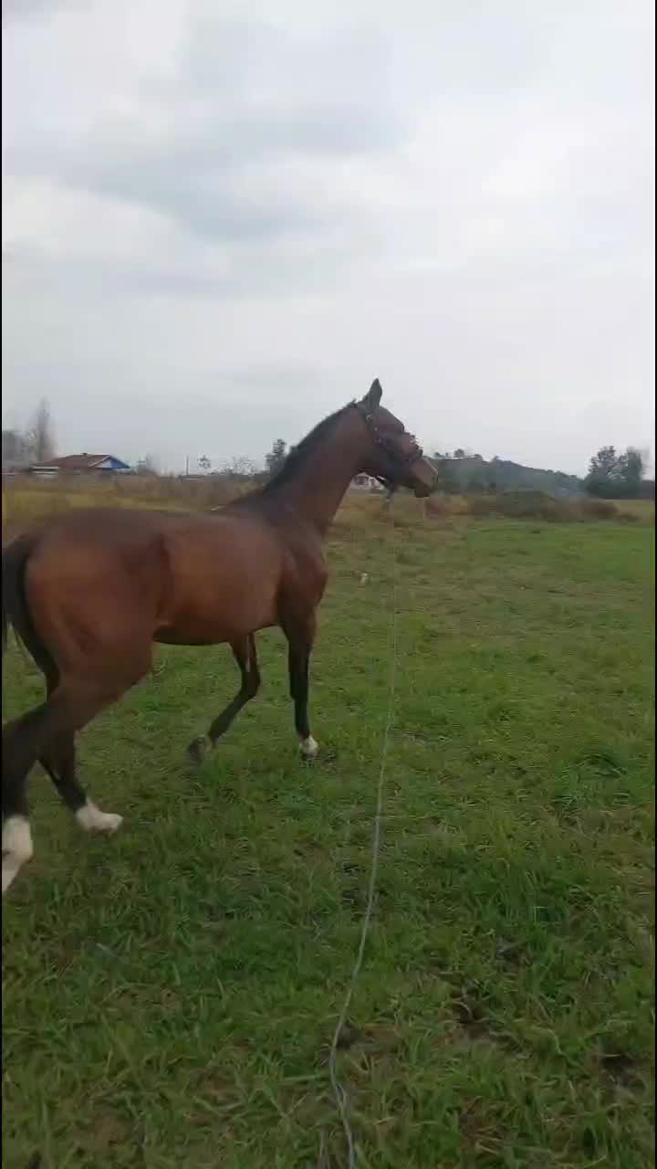 اسب ترکمن آخال تکه|اسب و تجهیزات اسب‌سواری|احمدسرگوراب, |دیوار