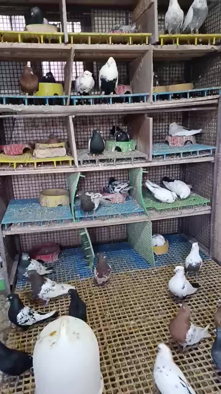 کبوتر|پرنده|آباده, |دیوار