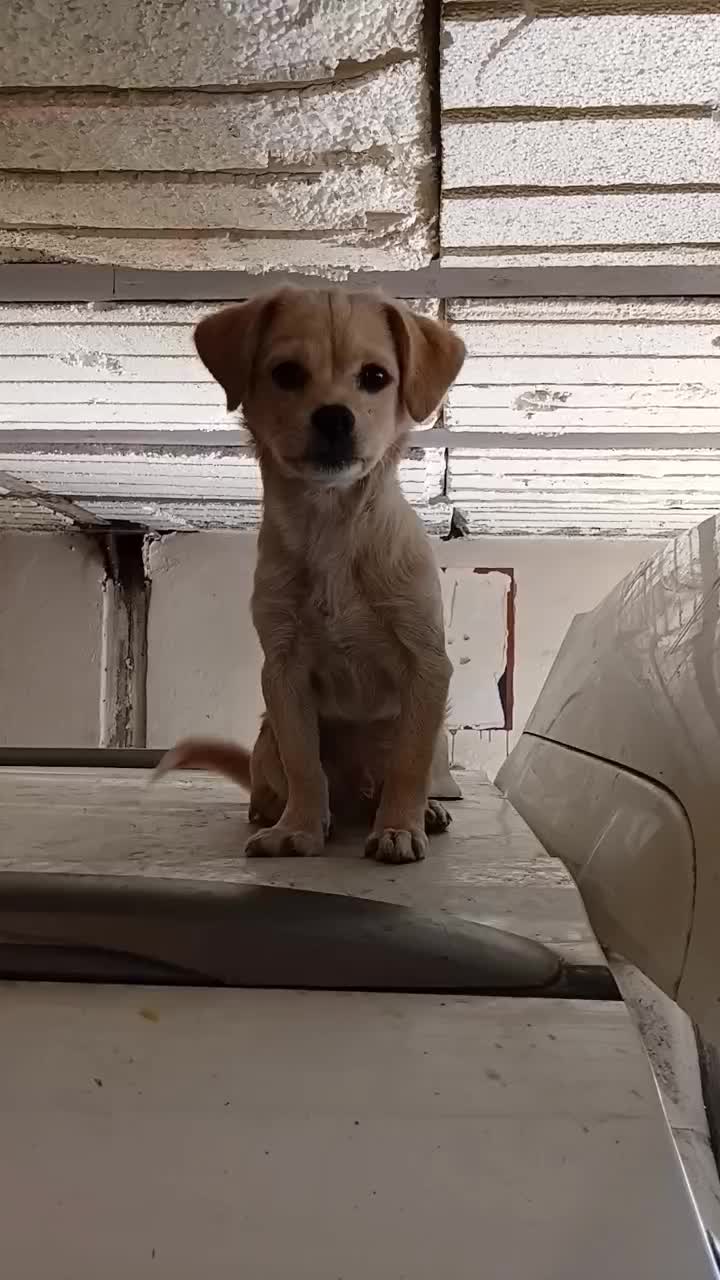 پابلو هستم|سگ|بومهن, |دیوار