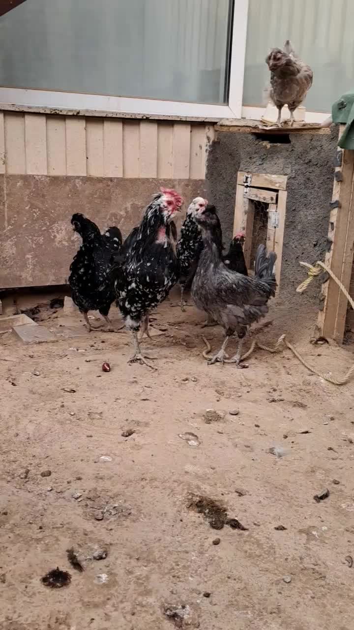 مرغ خروس گلین فول کیفیت|حیوانات مزرعه|شاهینشهر, شهرک پردیس|دیوار