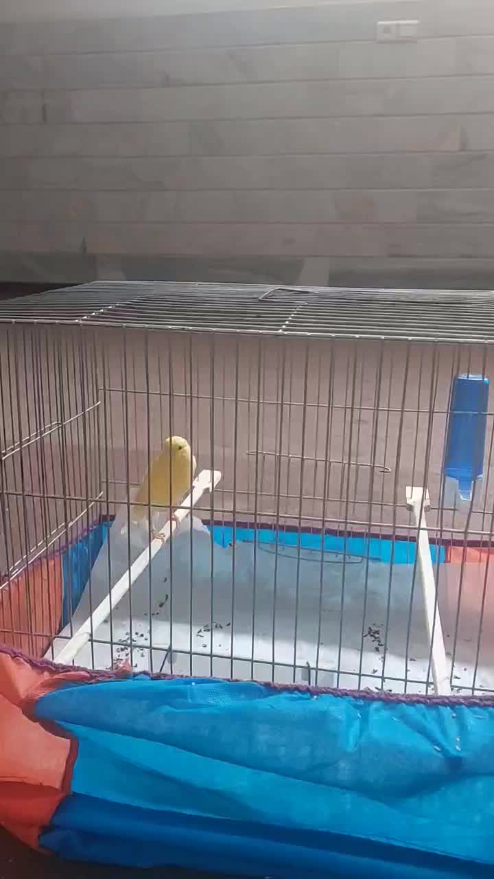 باسلام یک عدد قناری ماده|پرنده|قم, ولیعصر|دیوار