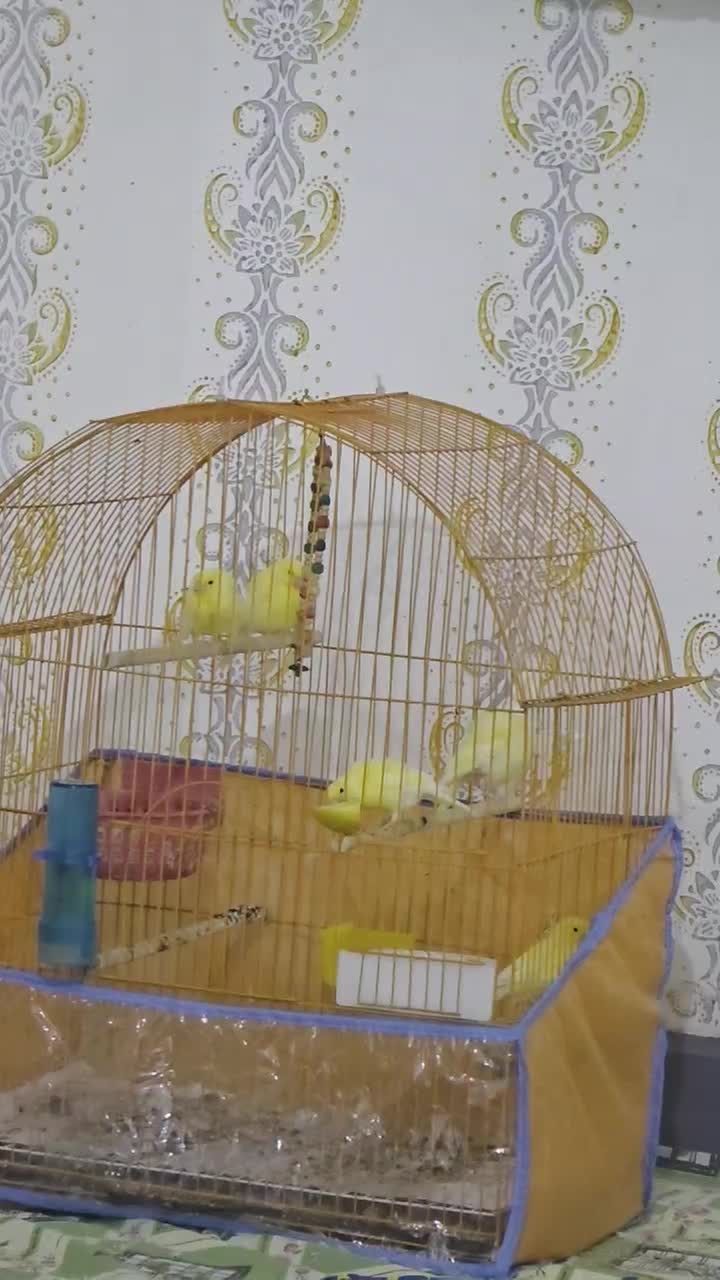 قناری های یلو فاکتور جوان و زیبا|پرنده|بندرعباس, |دیوار