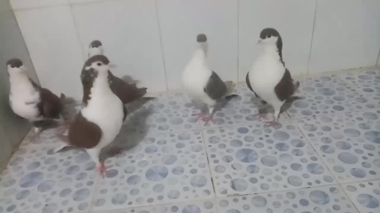 کبوتر|پرنده|زهک, |دیوار