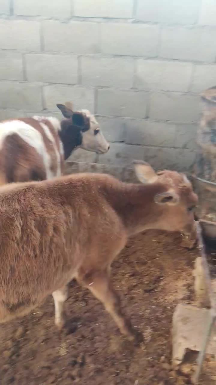 گوساله ماده ۳راس|حیوانات مزرعه|کوهدشت, |دیوار