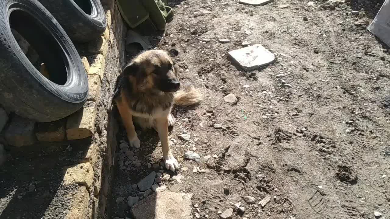 سگ ژرمن+|سگ|تربت‌حیدریه, باغ سلطانی|دیوار