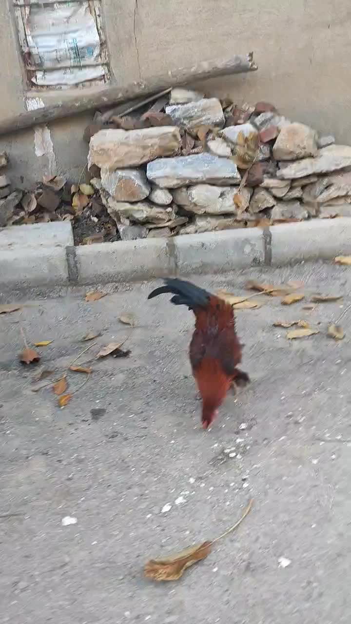 خروس|حیوانات مزرعه|خاو و میرآباد, |دیوار