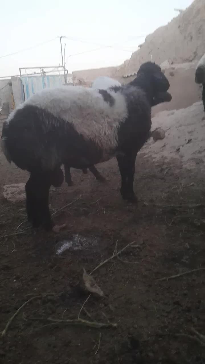 قوچ همو دورگ افشار در قوچان|حیوانات مزرعه|مشهد, گلبرگ شمالی|دیوار