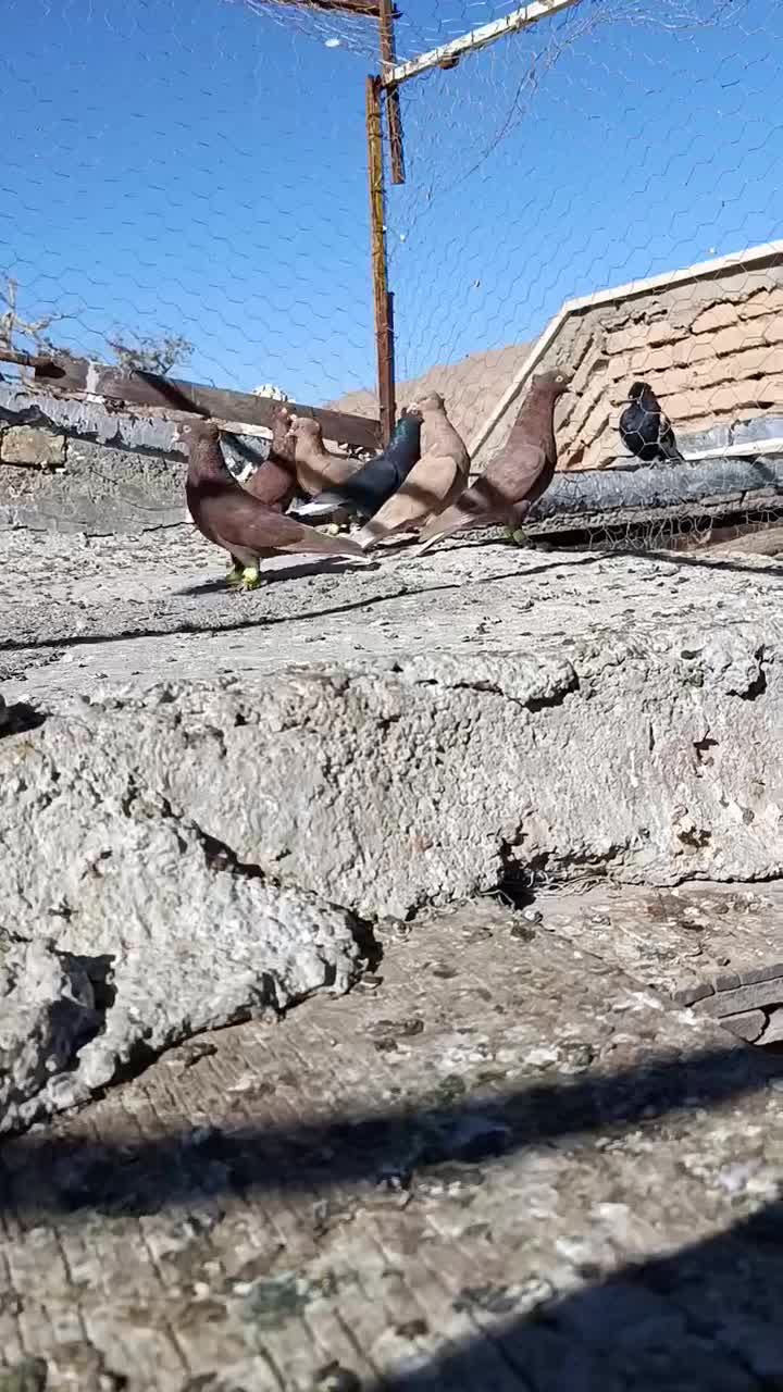 ۷تا ماده دم سفید|پرنده|اسفراین, |دیوار