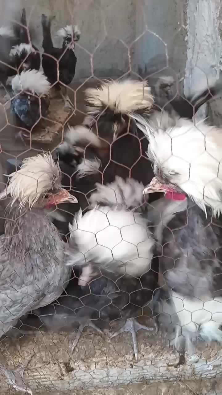 ۷ تا خروس لهستانی فروشی|حیوانات مزرعه|شاهدشهر, |دیوار