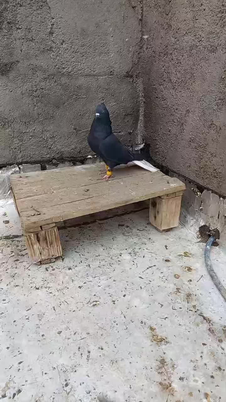 کبوتر دم سفید دارجه یک|پرنده|باوی, |دیوار