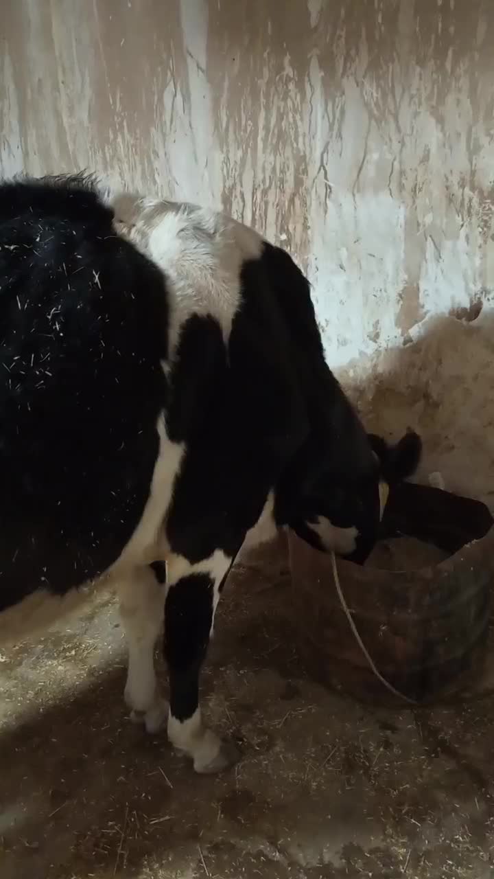 گاو هلشتاین آبستن|حیوانات مزرعه|سرپل ذهاب, |دیوار