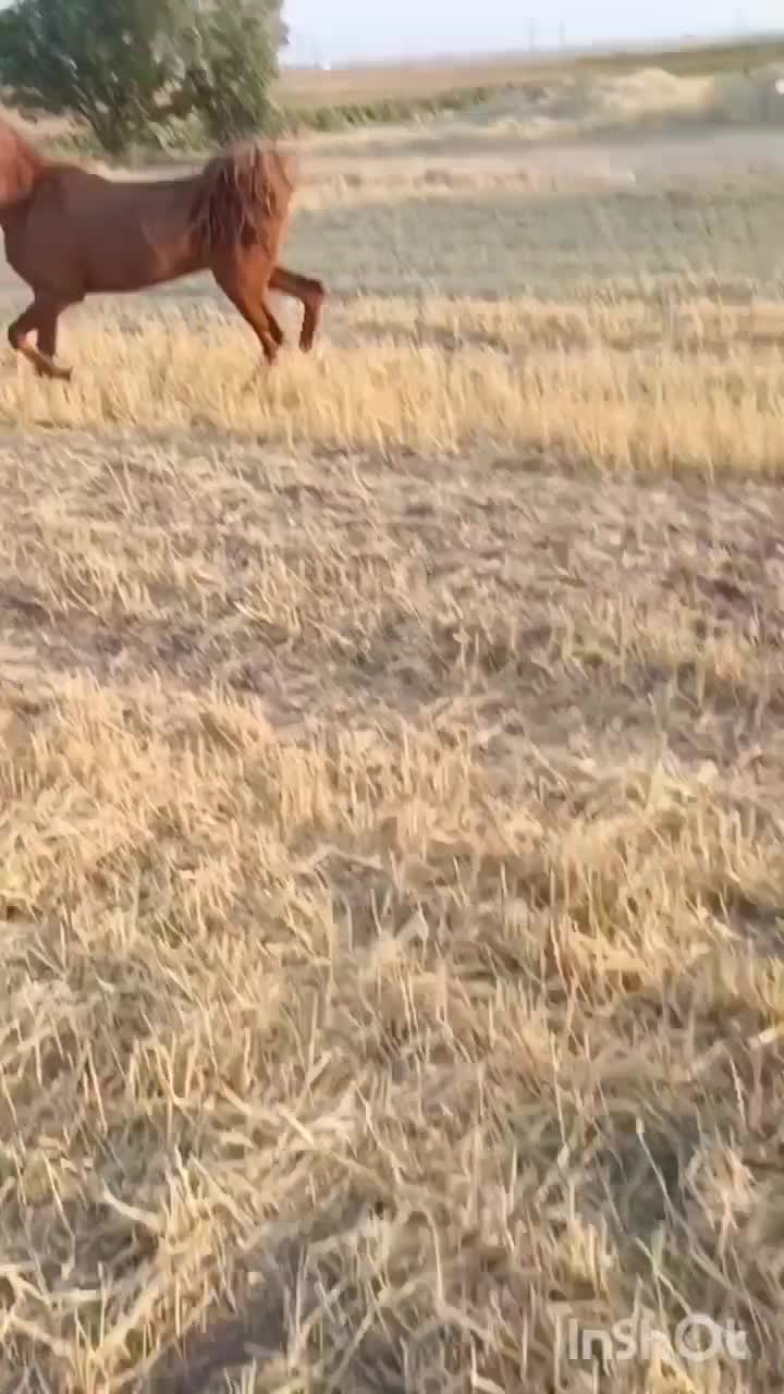 اسب|اسب و تجهیزات اسب‌سواری|فامنین, |دیوار