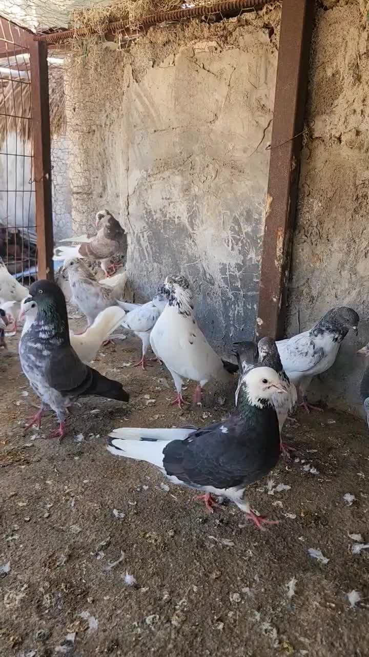 کبوتر|پرنده|بندرعباس, |دیوار