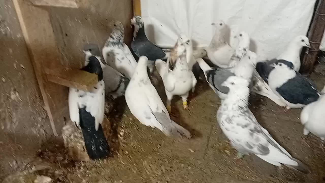 فروشی|پرنده|سلامی, |دیوار