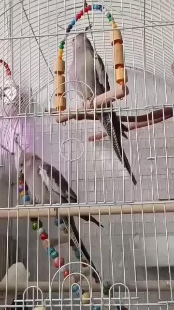 لروس هلندی وایت فیس نر|پرنده|تهران, اسفندیاری|دیوار