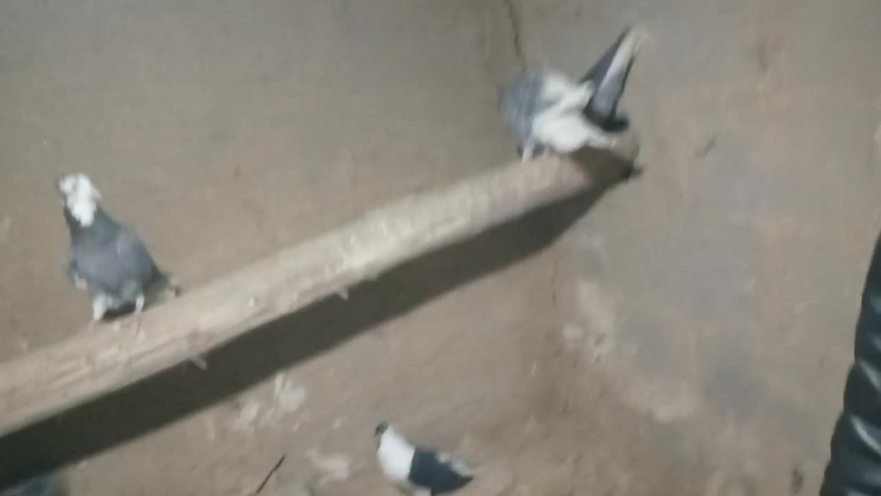 کفتر جفت پرش|پرنده|بجنورد, |دیوار